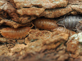 Lottery Ticket Isopods (Porcellio scaber) - IHEARTBUGS, INC.