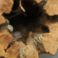 Lottery Ticket Isopods (Porcellio scaber) - IHEARTBUGS, INC.