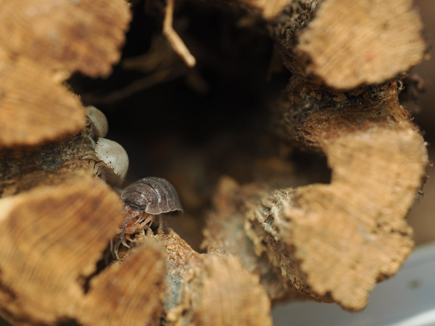 Lottery Ticket Isopods (Porcellio scaber) - IHEARTBUGS, INC.