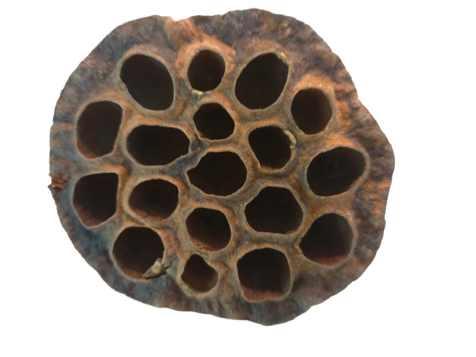 The I Heart Bugs Lotus Seed Pod features a rough brown exterior and large oval holes in a circular pattern, making it perfect for aquarium decor or as an accent in bioactive terrariums. Each pod has unique, irregular edges.