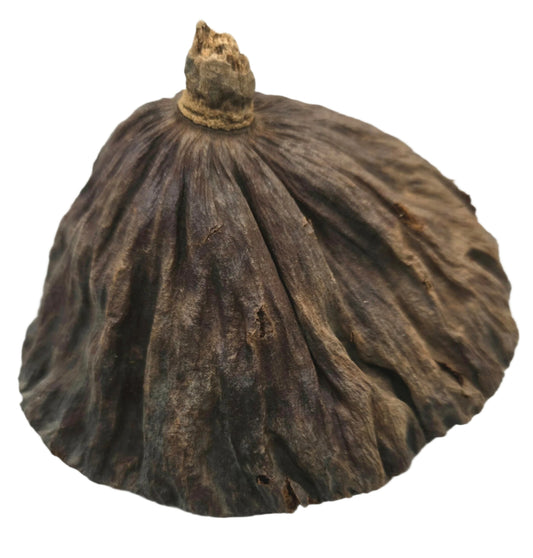 The I Heart Bugs Lotus Seed Pod features a rough, wrinkled surface resembling black cardamom, making it an eye-catching aquarium decor. Its deep grooves and natural texture stand out against the white background.