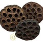Three dried, round Lotus Seed Pods by I Heart Bugs with dark, rough textures and multiple large holes are displayed on a white background. A U.S. quarter is shown for scale. Ideal for aquarium decor or bioactive terrariums.