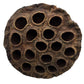 The I Heart Bugs Lotus Seed Pod features a rough, brown surface with multiple holes, making it an excellent natural decor choice for aquariums or bioactive terrariums.
