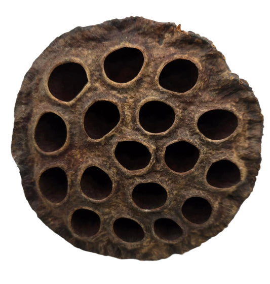 The I Heart Bugs Lotus Seed Pod features a rough, brown surface with multiple holes, making it an excellent natural decor choice for aquariums or bioactive terrariums.