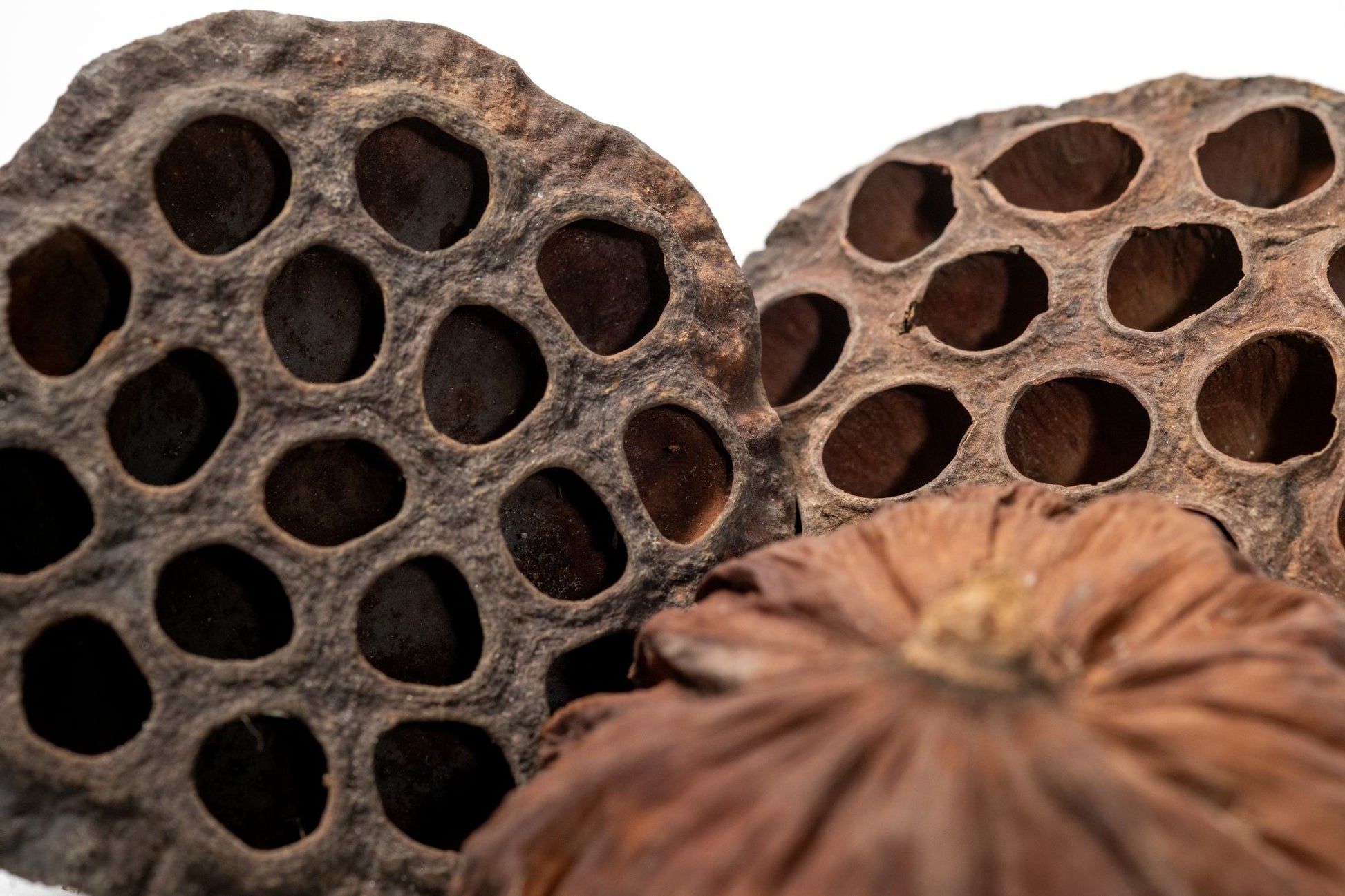 lotus flower seed pod breast Buy Lotus Seed Pods for Isopods and Shrimp Botanicals – IHEARTBUGS, INC