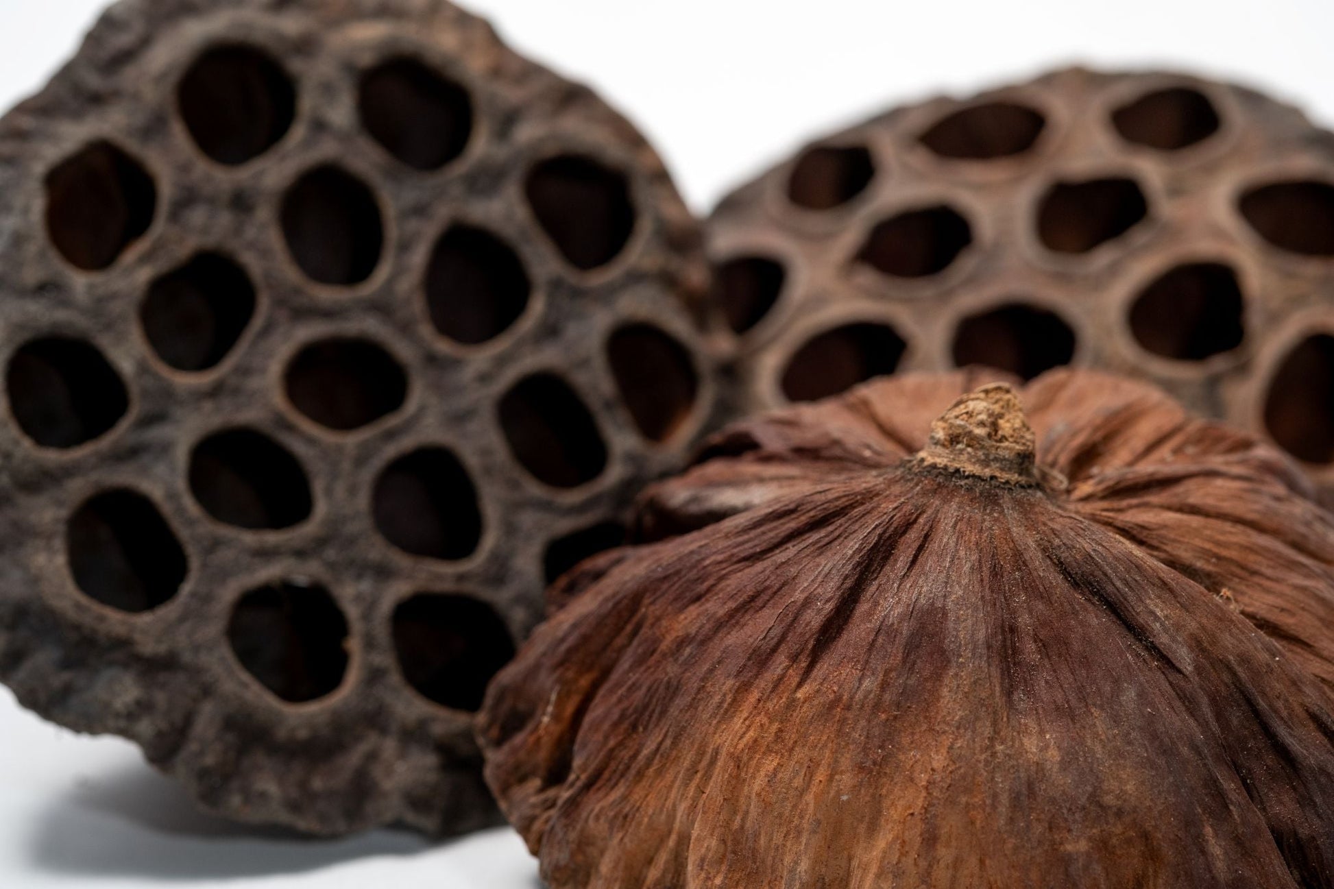 lotus flower seed pods Buy Lotus Seed Pods for Isopods and Shrimp Botanicals – IHEARTBUGS, INC
