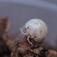 Magic Potion Roly-Poly Isopods (Armadillidium vulgare) - IHEARTBUGS, INC.