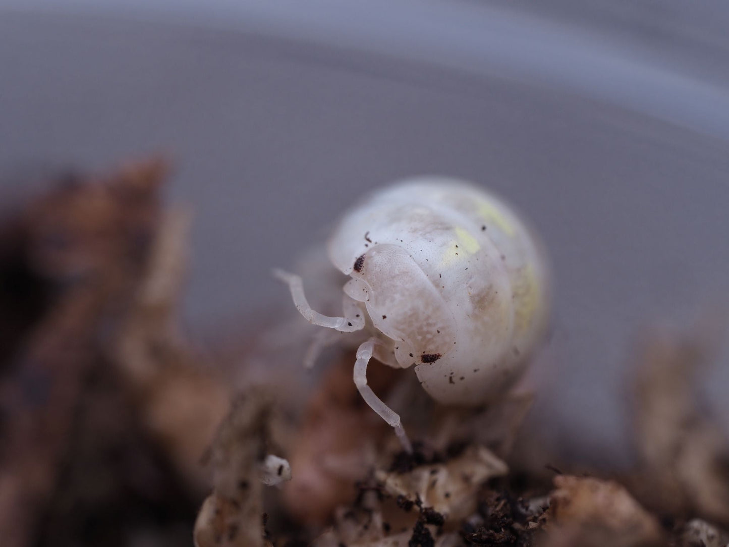 Magic Potion Roly-Poly Isopods (Armadillidium vulgare) - IHEARTBUGS, INC.
