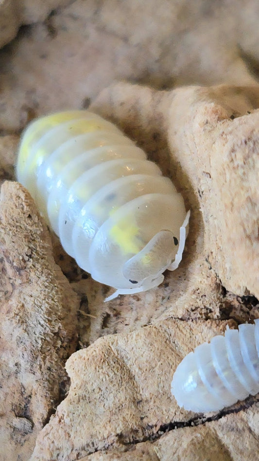 Magic Potion Roly - Poly Isopods (Armadillidium vulgare) - IHEARTBUGS, INC.