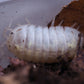 Magic Potion Roly-Poly Isopods (Armadillidium vulgare) - IHEARTBUGS, INC.