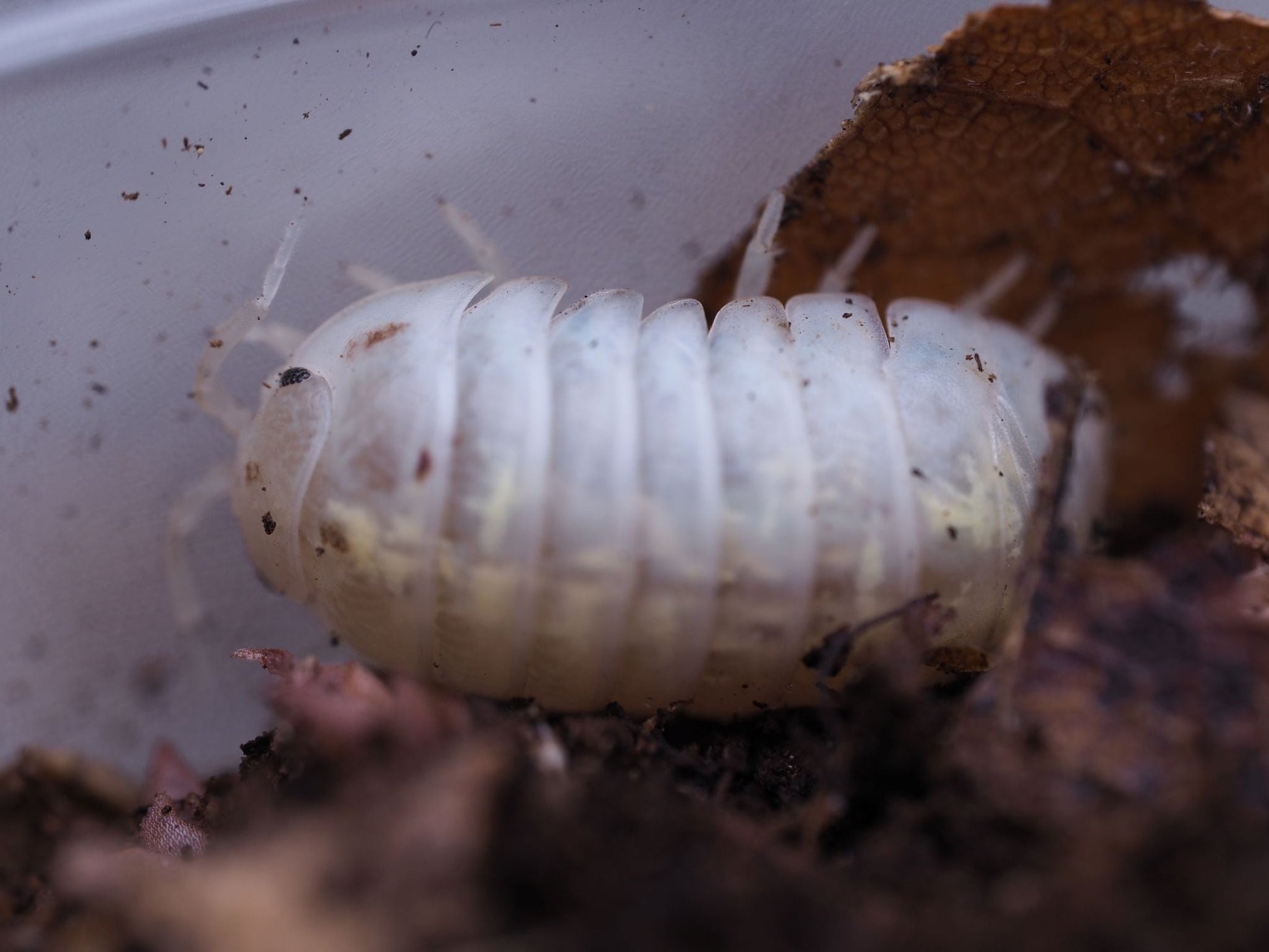 Magic Potion Roly-Poly Isopods (Armadillidium vulgare) - IHEARTBUGS, INC.