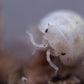 Magic Potion Roly-Poly Isopods (Armadillidium vulgare) - IHEARTBUGS, INC.