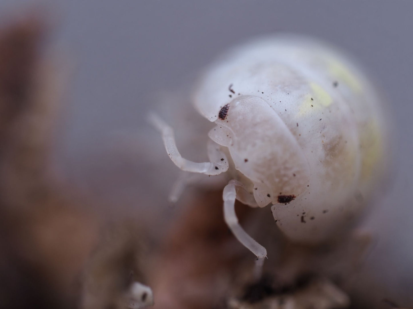 Magic Potion Roly-Poly Isopods (Armadillidium vulgare) - IHEARTBUGS, INC.