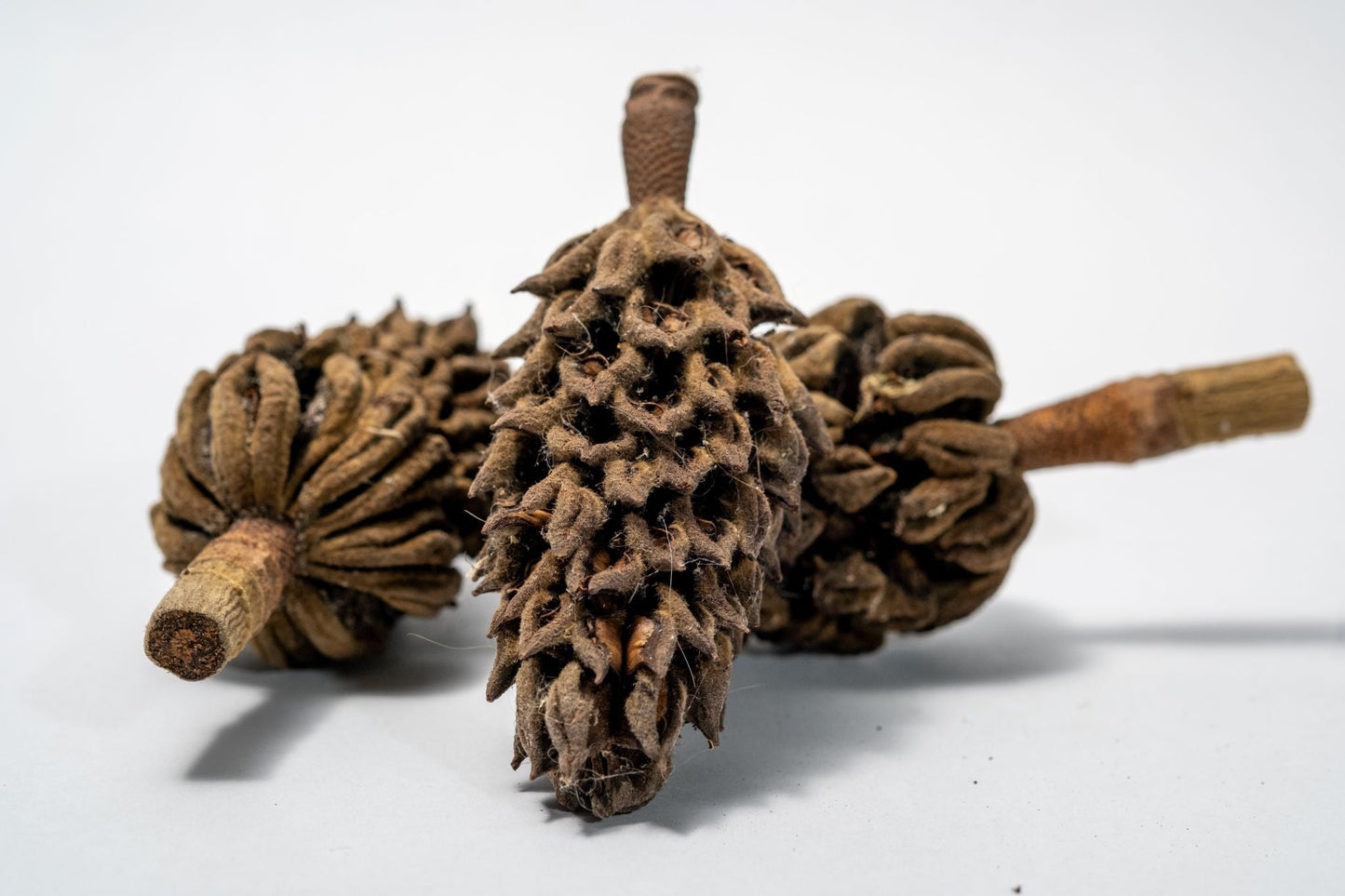 Magnolia Pods - 1 pod - IHEARTBUGS, INC.