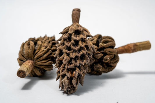 Magnolia Pods - 1 pod - IHEARTBUGS, INC.