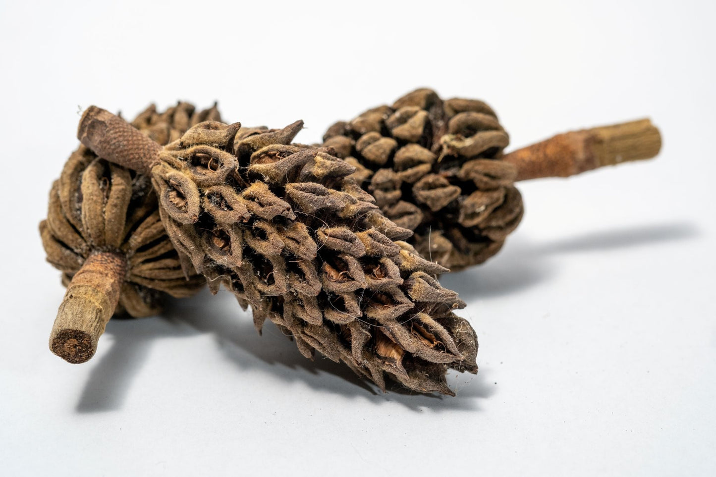 Magnolia Pods - 1 pod - IHEARTBUGS, INC.