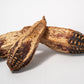 Mahogany Seed Pods - 3 Count - IHEARTBUGS, INC.