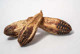 Mahogany Seed Pods - 3 Count - IHEARTBUGS, INC.