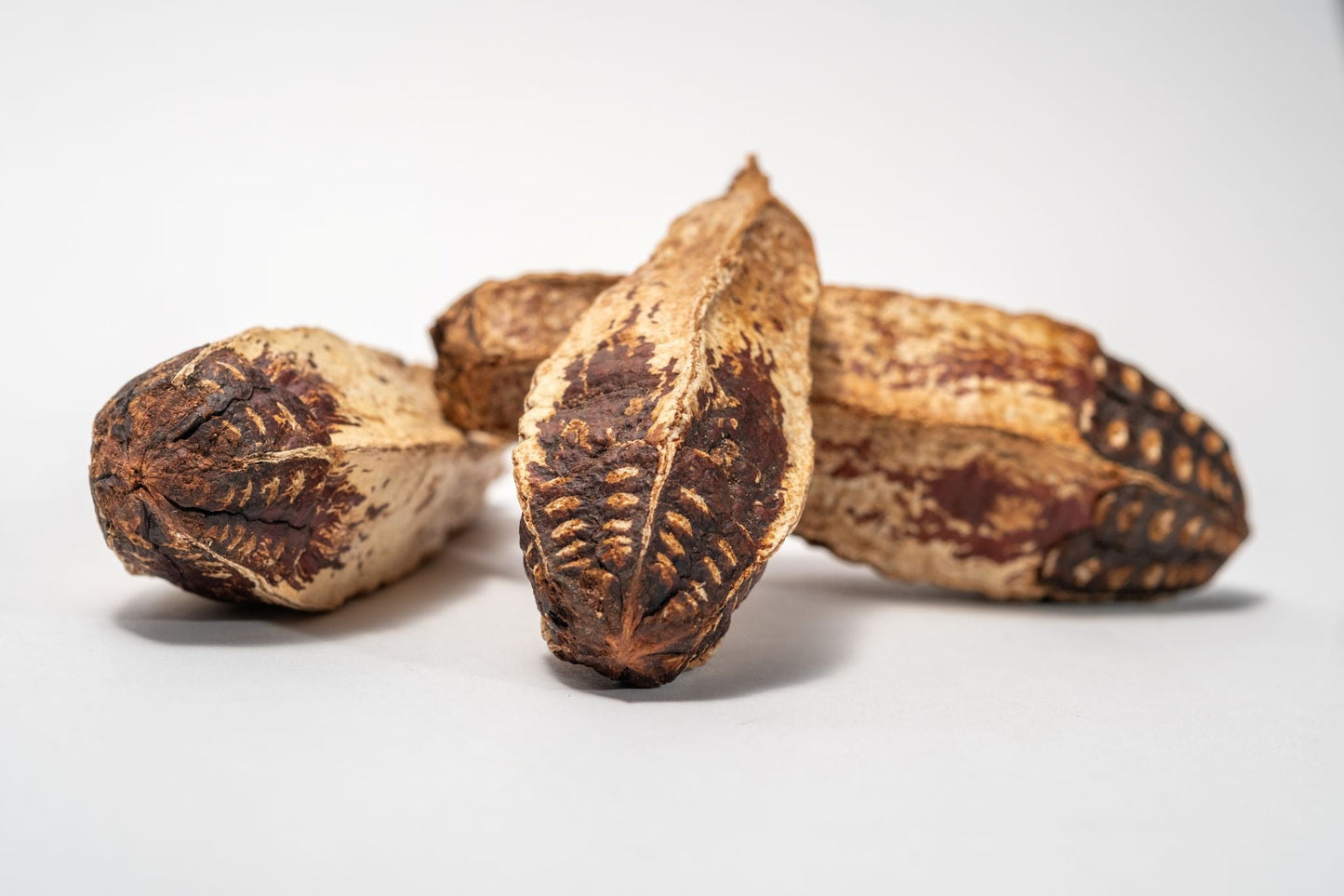 Mahogany Seed Pods - 3 Count - IHEARTBUGS, INC.