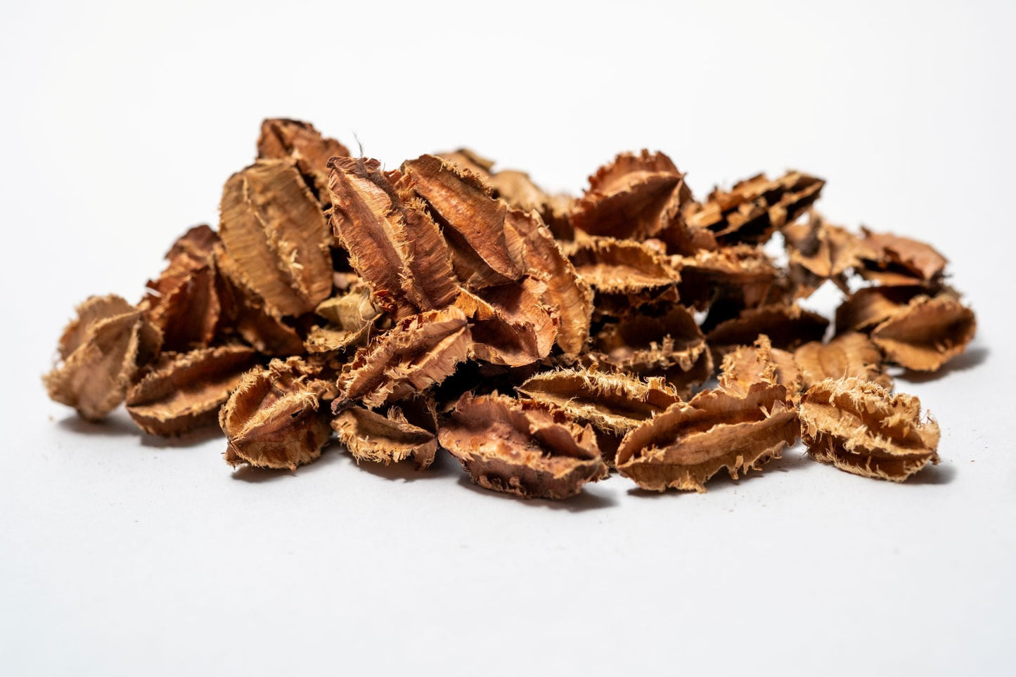 Mini Arjuna Seed Pods - 1 oz (approx. 100 - 110) - IHEARTBUGS, INC.