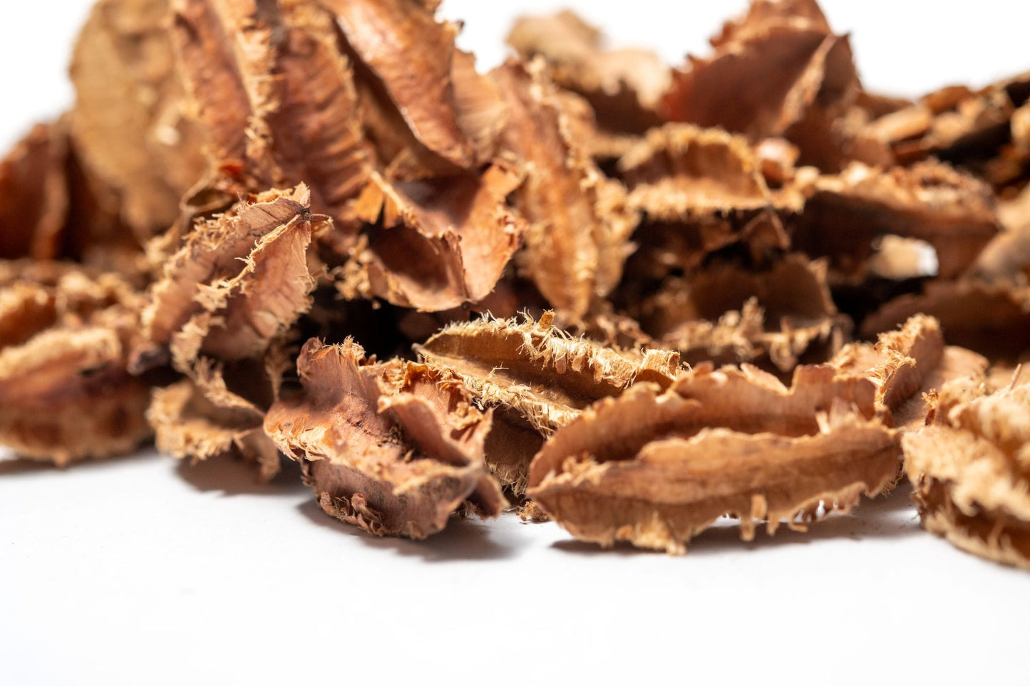 Mini Arjuna Seed Pods - 1 oz (approx. 100 - 110) - IHEARTBUGS, INC.