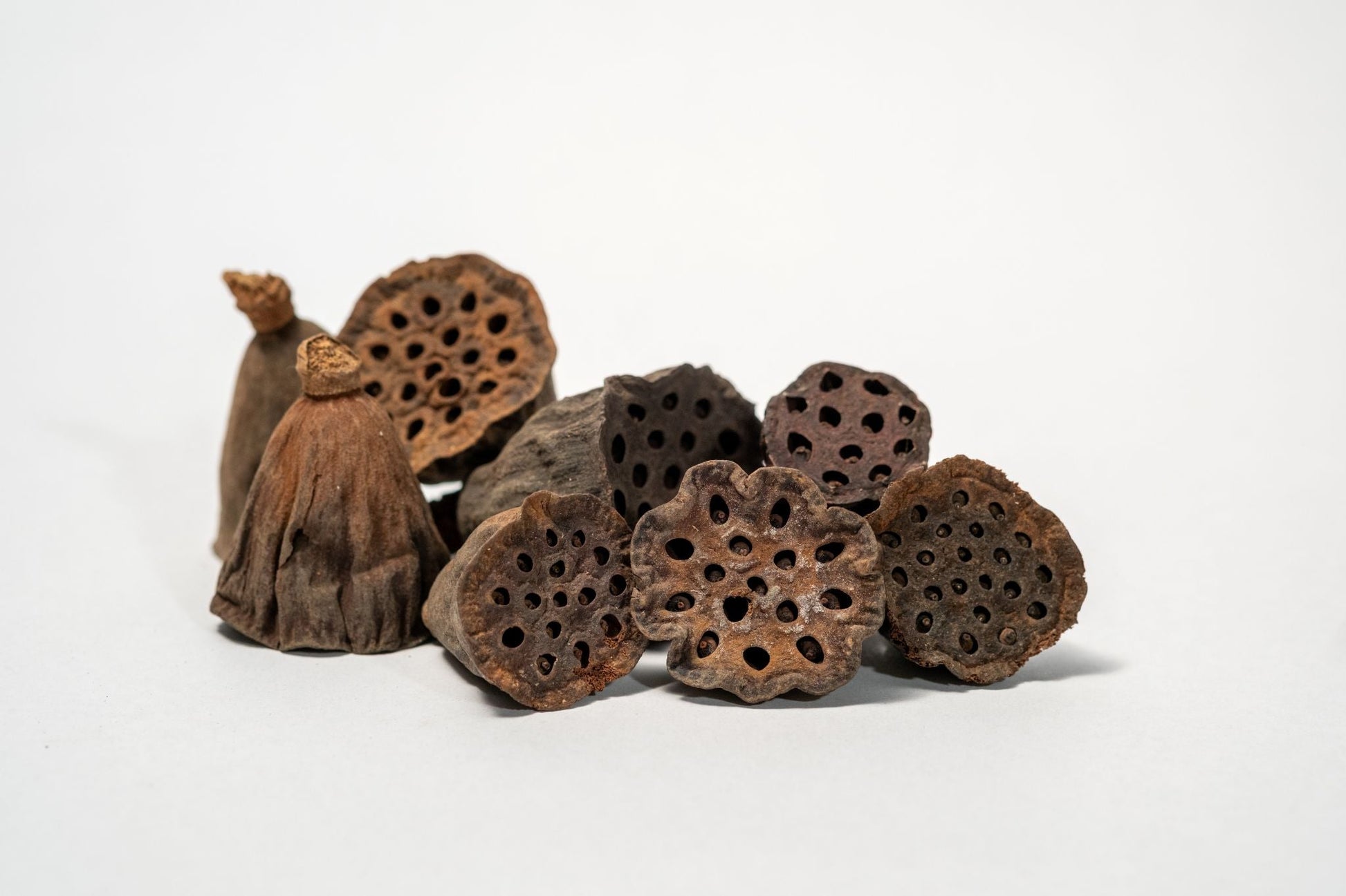 Mini/Nano Lotus Pods - IHEARTBUGS, INC.