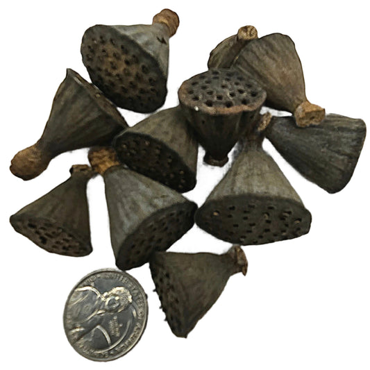 A pile of I Heart Bugs Mini/Nano Lotus Pods, dried and dark brown with holes, is shown beside a U.S. quarter for scale on a white background. Perfect as natural aquarium decor or bioactive terrarium supplies.