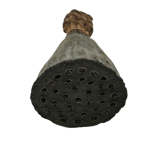 The I Heart Bugs Mini/Nano Lotus Pod is shown from below, displaying its round base with small holes and a textured surface fading to a lighter stem—perfect for natural aquarium decor or bioactive terrarium setups.
