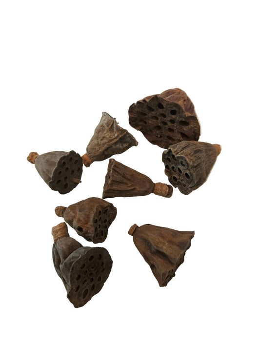 Mini/Nano Lotus Pods - IHEARTBUGS, INC.