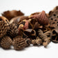 Mini/Nano Seed Pod Variety Pack - 30 Pieces - IHEARTBUGS, INC.