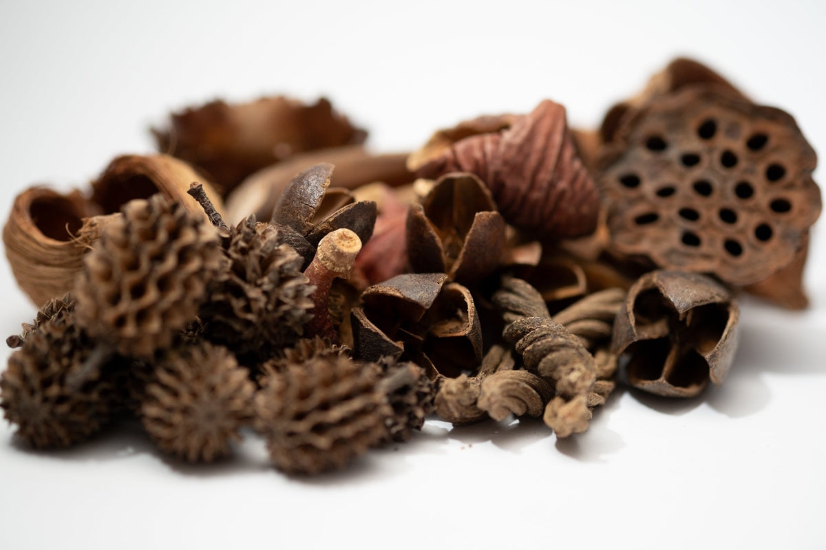 Mini/Nano Seed Pod Variety Pack - 30 Pieces - IHEARTBUGS, INC.