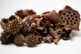 Mini/Nano Seed Pod Variety Pack - 30 Pieces - IHEARTBUGS, INC.