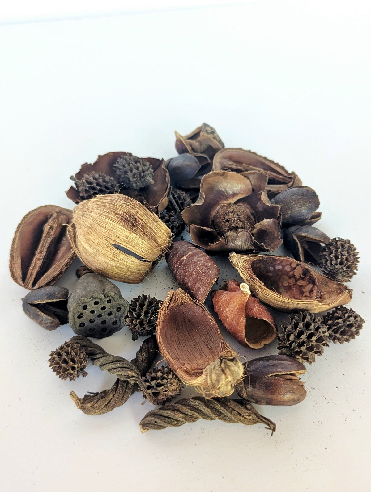 Mini/Nano Seed Pod Variety Pack - 30 Pieces - IHEARTBUGS, INC.