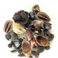 Mini/Nano Seed Pod Variety Pack - 30 Pieces - IHEARTBUGS, INC.
