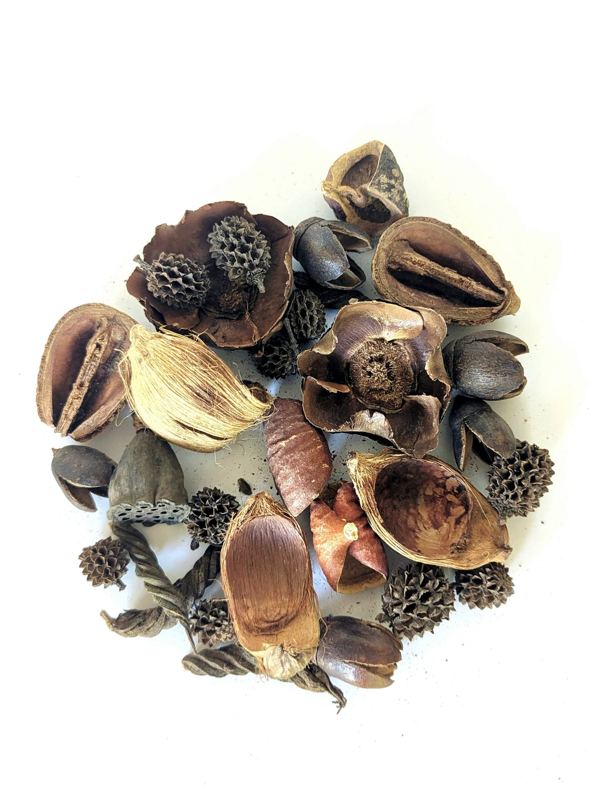 Mini/Nano Seed Pod Variety Pack - 30 Pieces - IHEARTBUGS, INC.