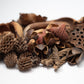 Mini/Nano Seed Pod Variety Pack - 30 Pieces - IHEARTBUGS, INC.