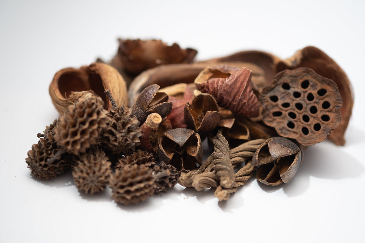 Mini/Nano Seed Pod Variety Pack - 30 Pieces - IHEARTBUGS, INC.