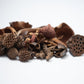 Mini/Nano Seed Pod Variety Pack - 30 Pieces - IHEARTBUGS, INC.