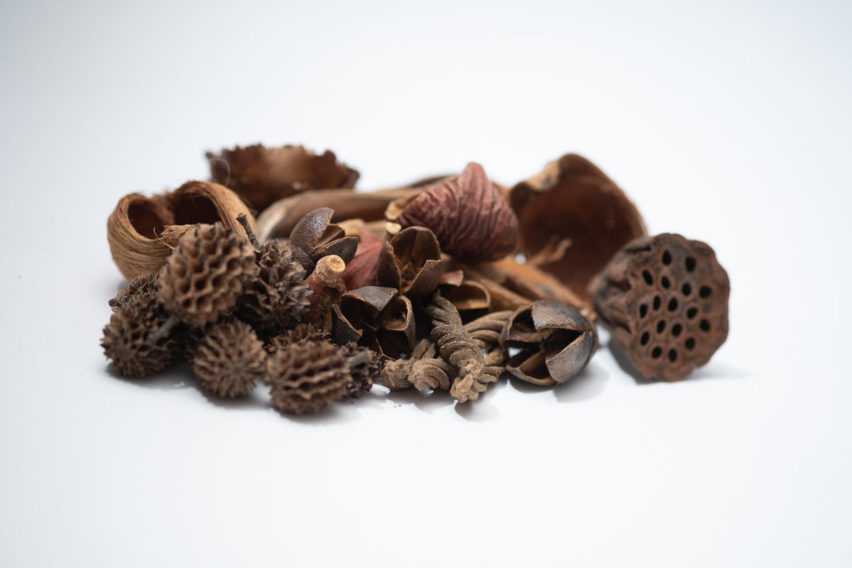 Mini/Nano Seed Pod Variety Pack - 30 Pieces - IHEARTBUGS, INC.