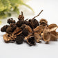 Mini/Nano Seed Pod Variety Pack - 35 Pieces - IHEARTBUGS, INC.