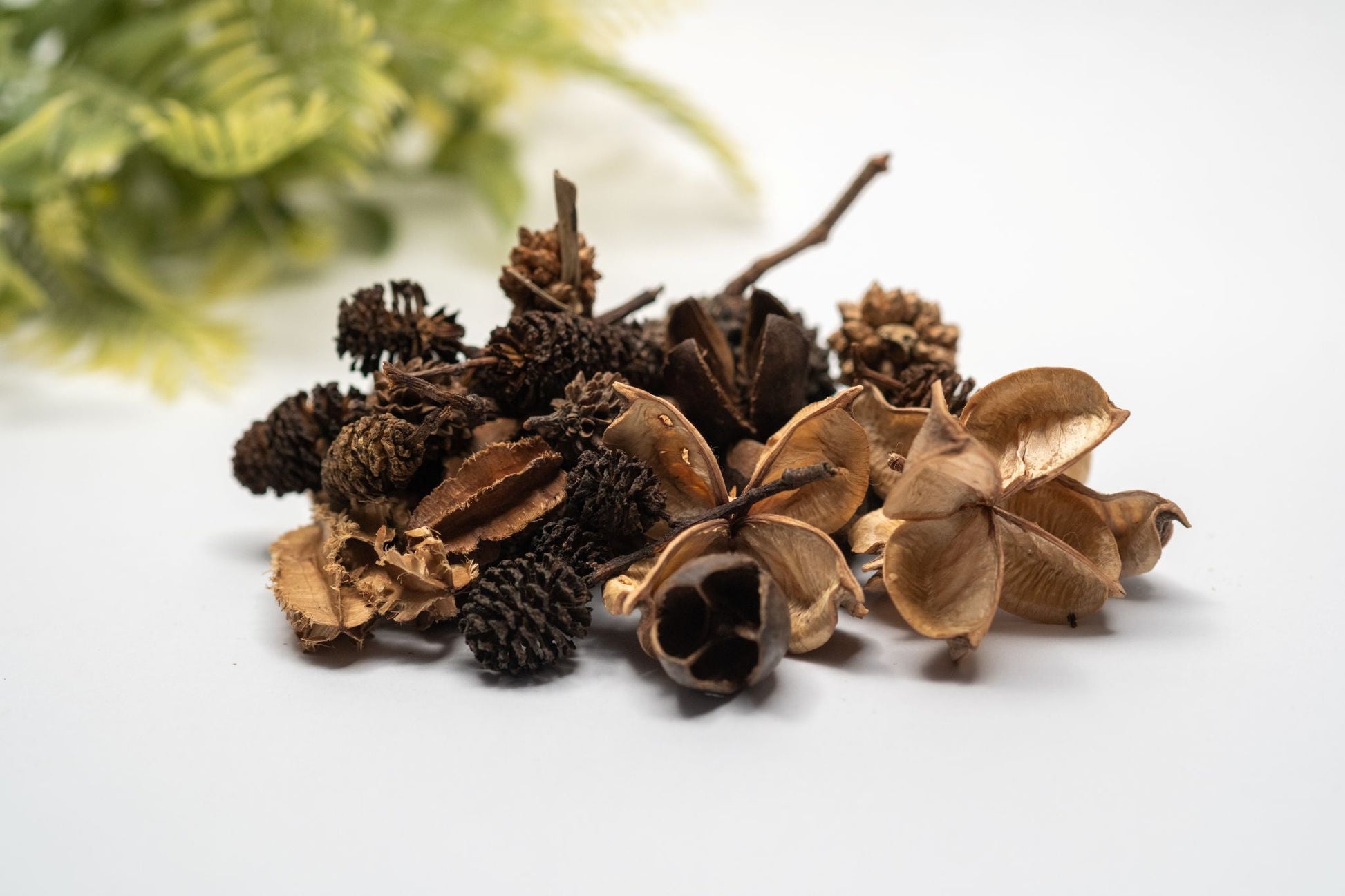 Mini/Nano Seed Pod Variety Pack - 35 Pieces - IHEARTBUGS, INC.