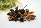 Mini/Nano Seed Pod Variety Pack - 35 Pieces - IHEARTBUGS, INC.