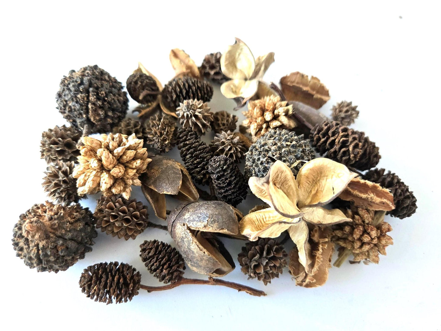 Mini/Nano Seed Pod Variety Pack - 35 Pieces - IHEARTBUGS, INC.