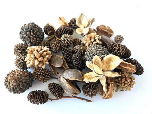 Mini/Nano Seed Pod Variety Pack - 35 Pieces - IHEARTBUGS, INC.