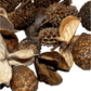 The I Heart Bugs Mini/Nano Seed Pod Variety Pack (35 Pieces) features assorted seed pods and botanical elements with unique shapes and textures, perfect for naturalistic terrariums or springtail harvesting. Natural patterns and woody surfaces are highlighted.