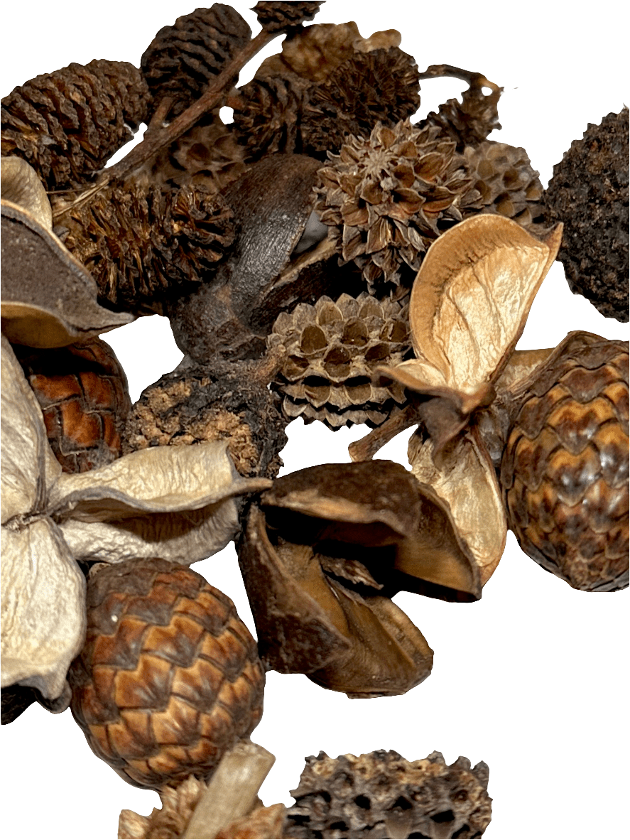 The I Heart Bugs Mini/Nano Seed Pod Variety Pack (35 Pieces) features assorted seed pods and botanical elements with unique shapes and textures, perfect for naturalistic terrariums or springtail harvesting. Natural patterns and woody surfaces are highlighted.