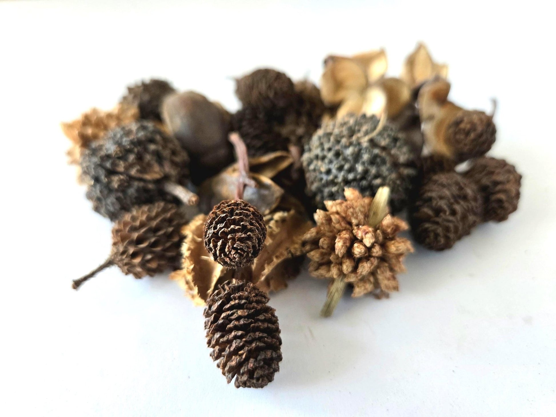 Mini/Nano Seed Pod Variety Pack - 35 Pieces - IHEARTBUGS, INC.