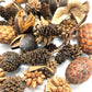 Mini/Nano Seed Pod Variety Pack - 35 Pieces - IHEARTBUGS, INC.
