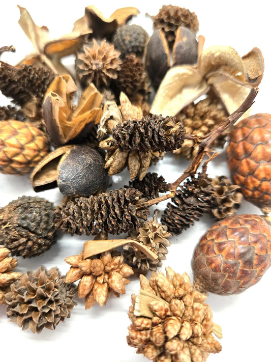 Mini/Nano Seed Pod Variety Pack - 35 Pieces - IHEARTBUGS, INC.
