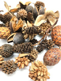 Mini/Nano Seed Pod Variety Pack - 35 Pieces - IHEARTBUGS, INC.